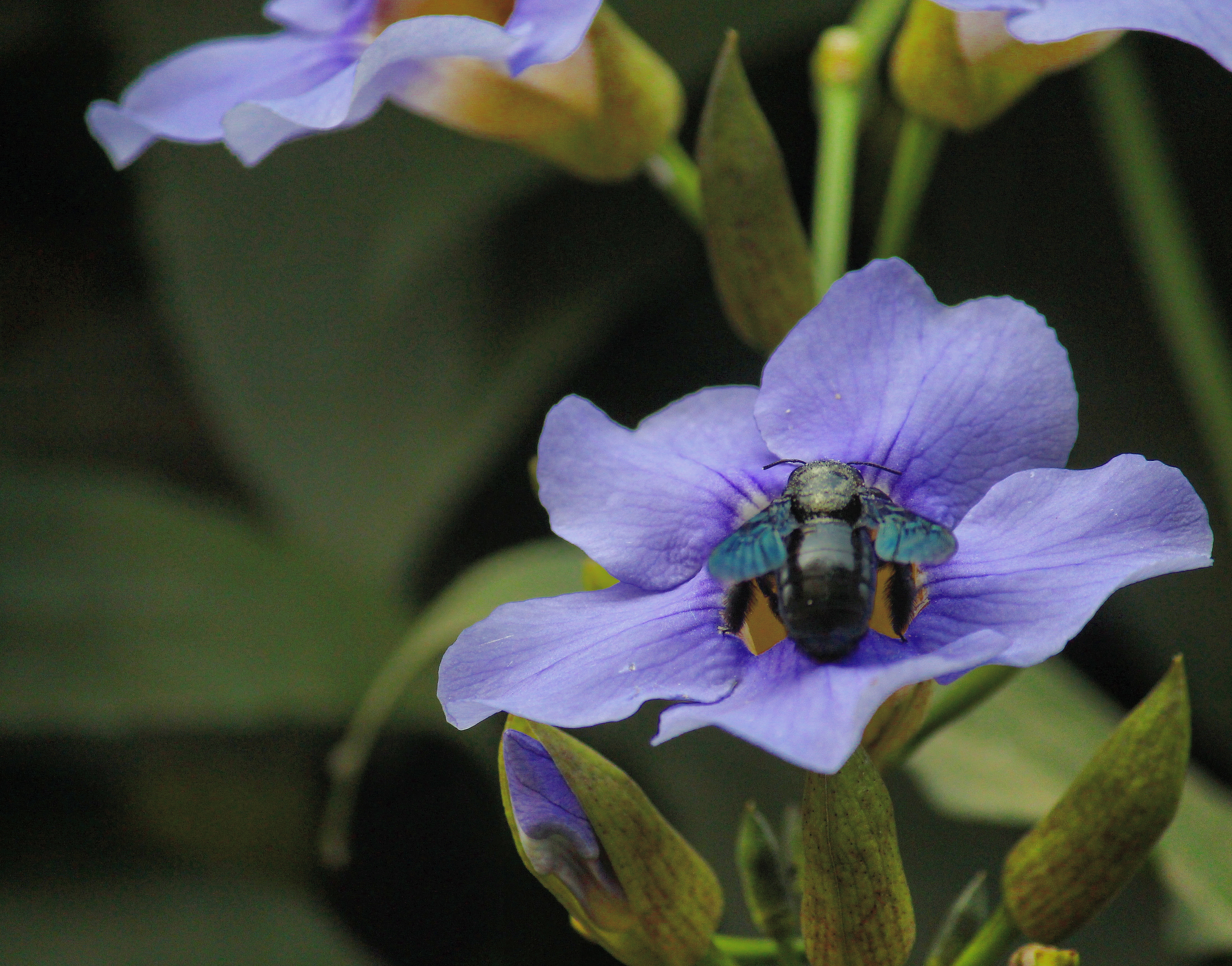 a beautiful bumblebee is on a beautiful flower